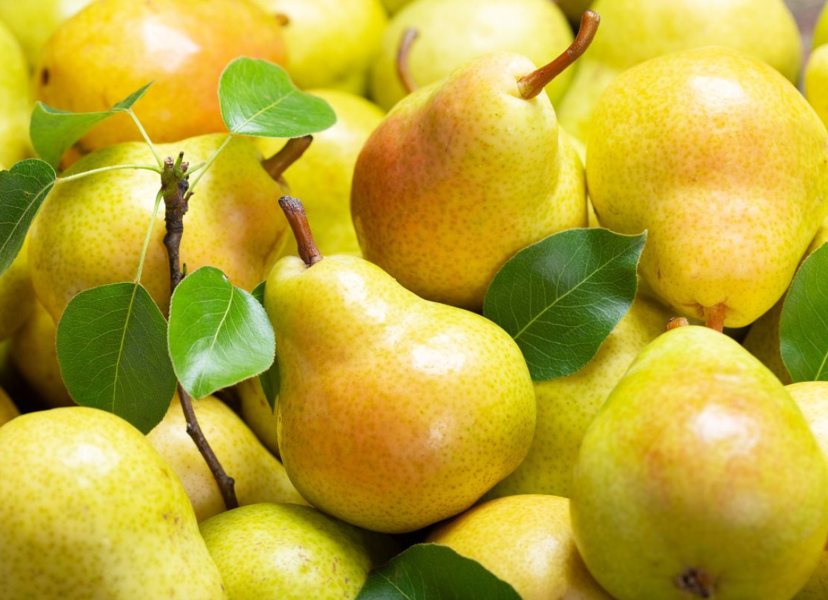 Gruszka pomarańczówka