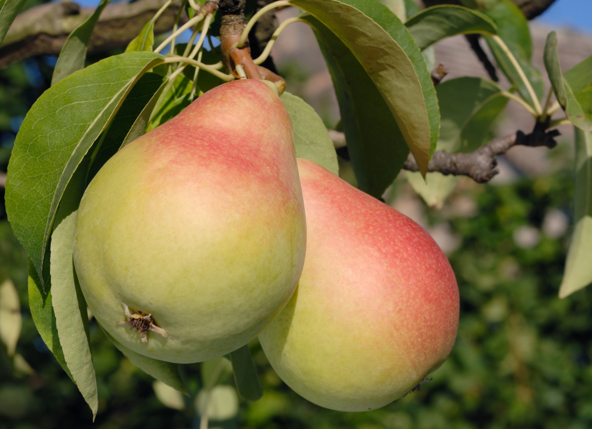 gruszki kongresówki