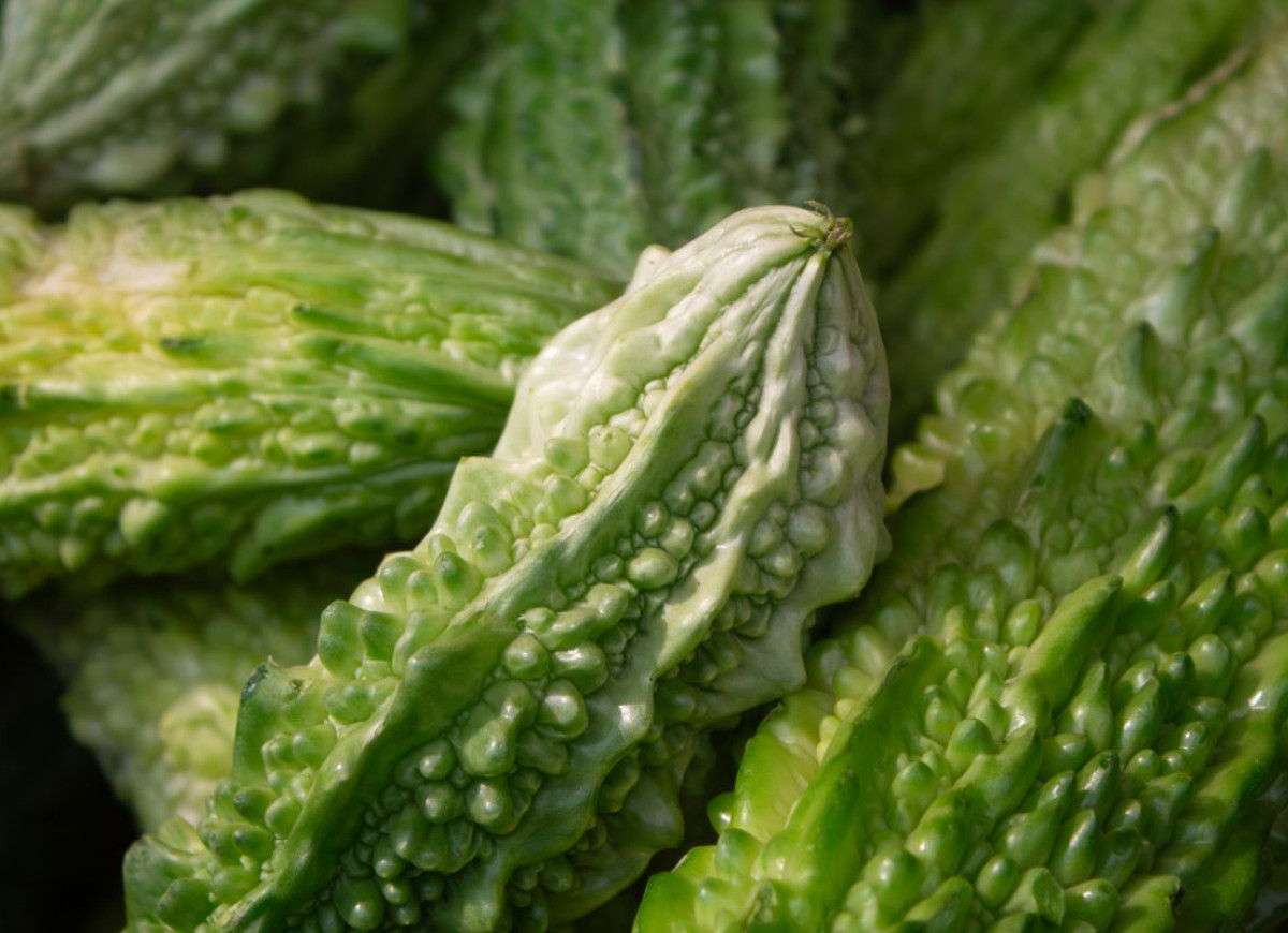 Przepękla ogórkowata