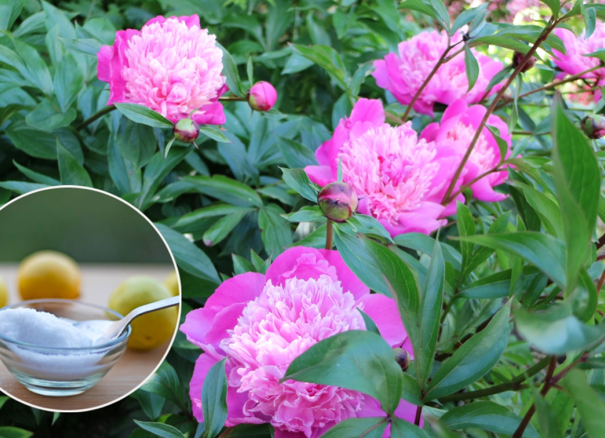 nawóz z kwasku cytrynowego do piwonii