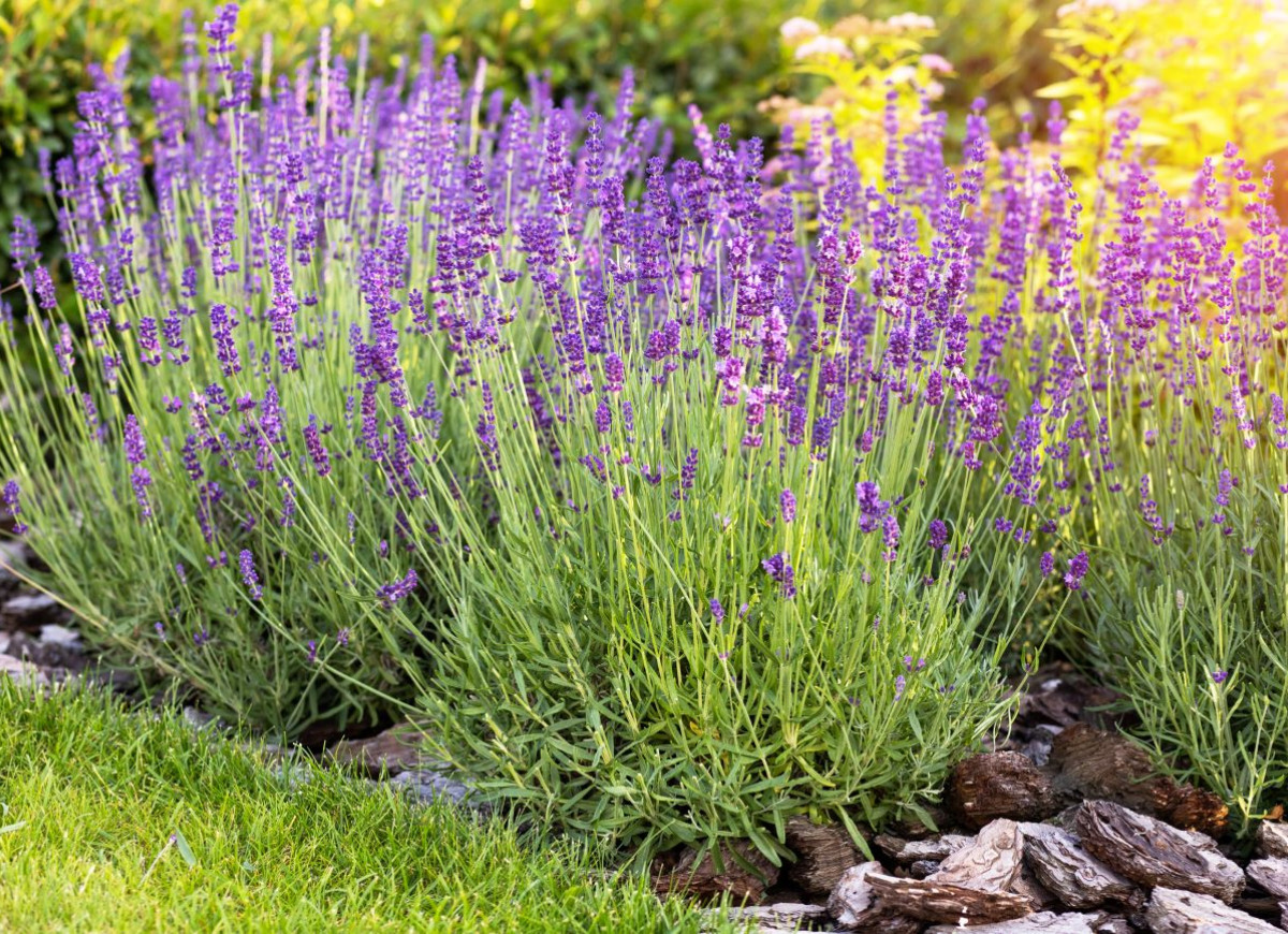 przycinanie lawendy w marcu