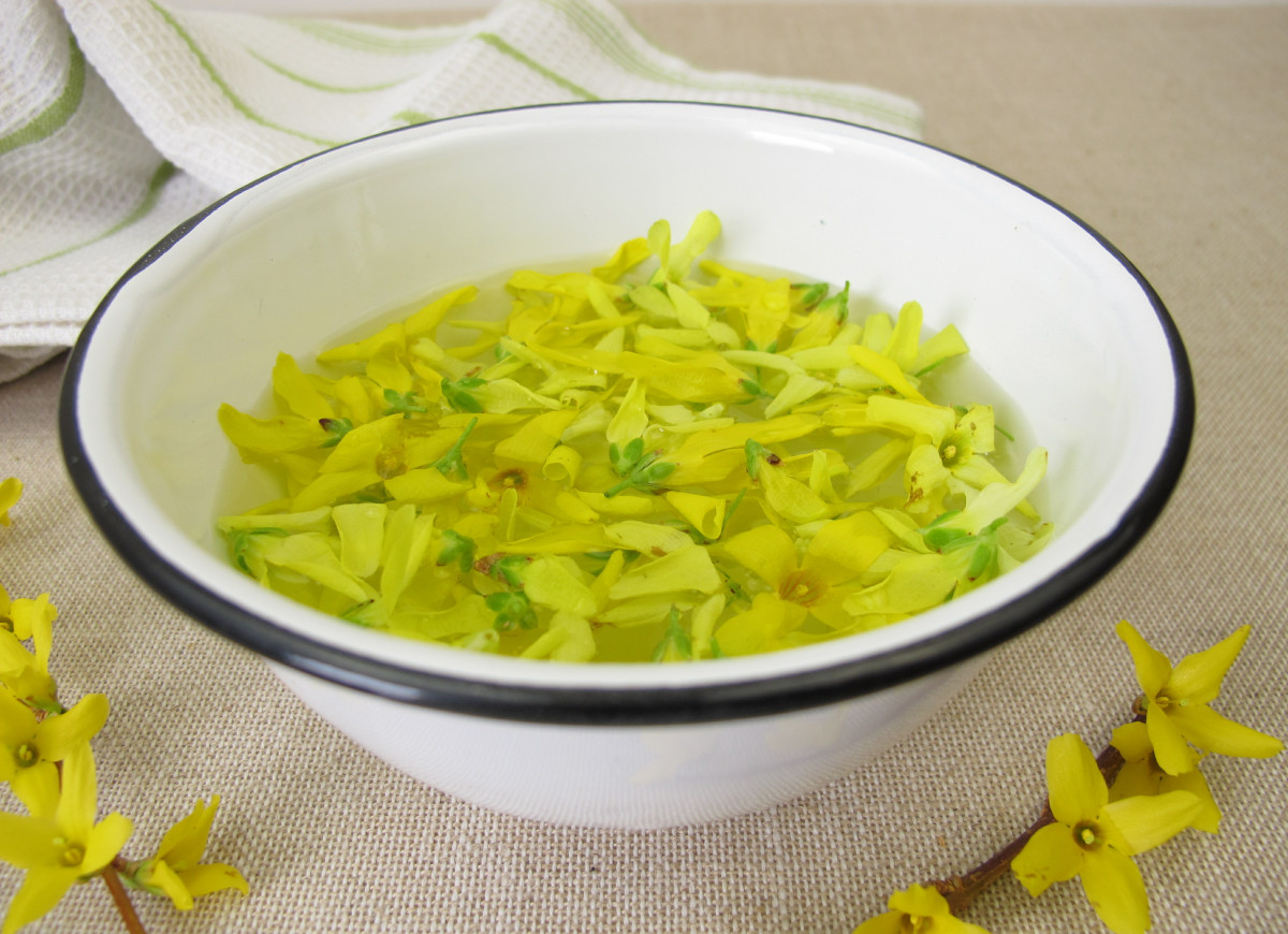 syrop z kwiatów forsycji