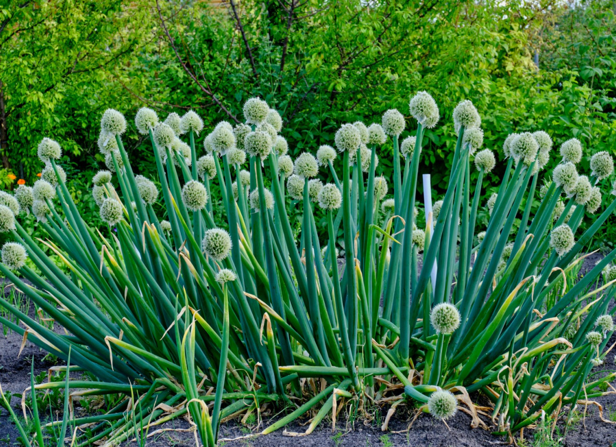 cebula siedmiolatka - jak uprawiać, zastosowanie i właściwości zdrowotne