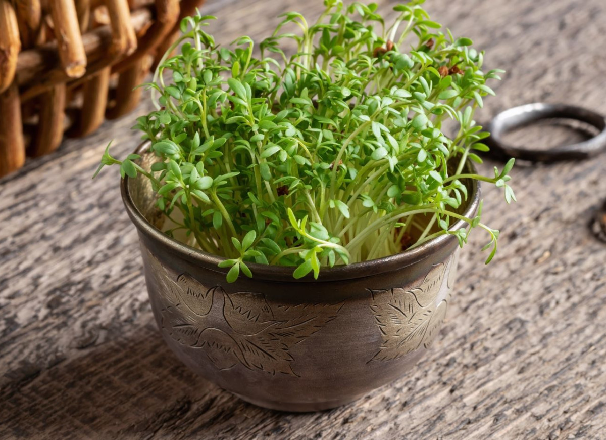 kiedy siać rzeżuchę na wielkanoc