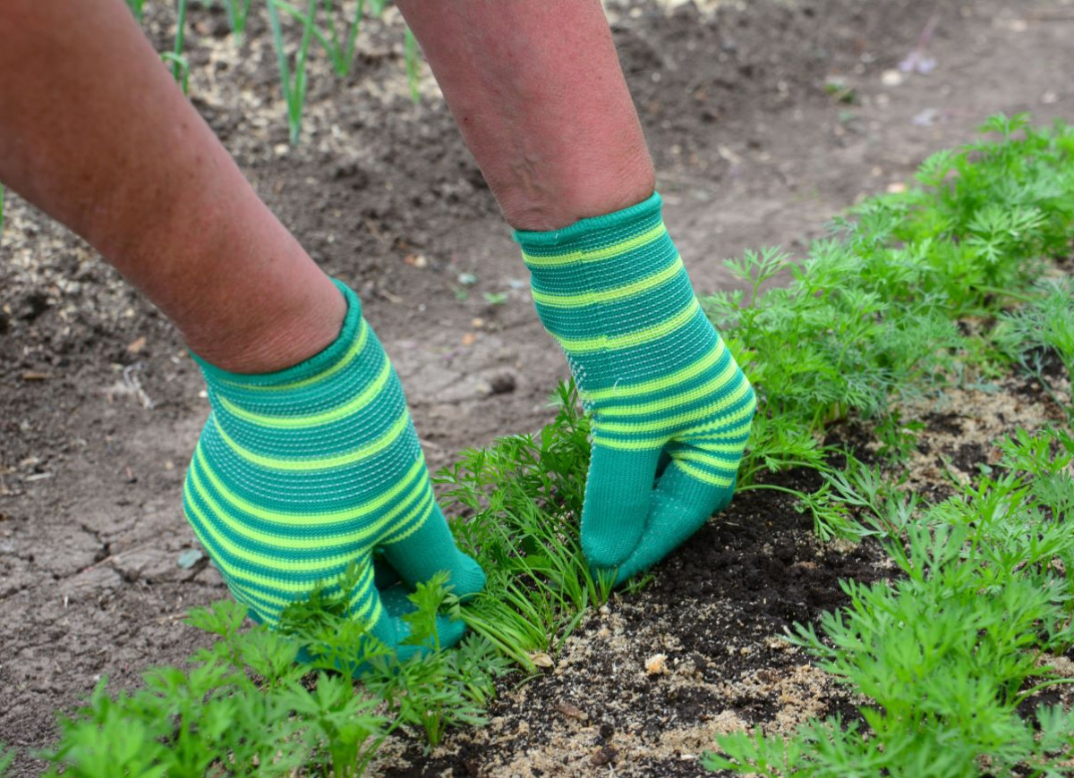 nawóz marcowy do siewek