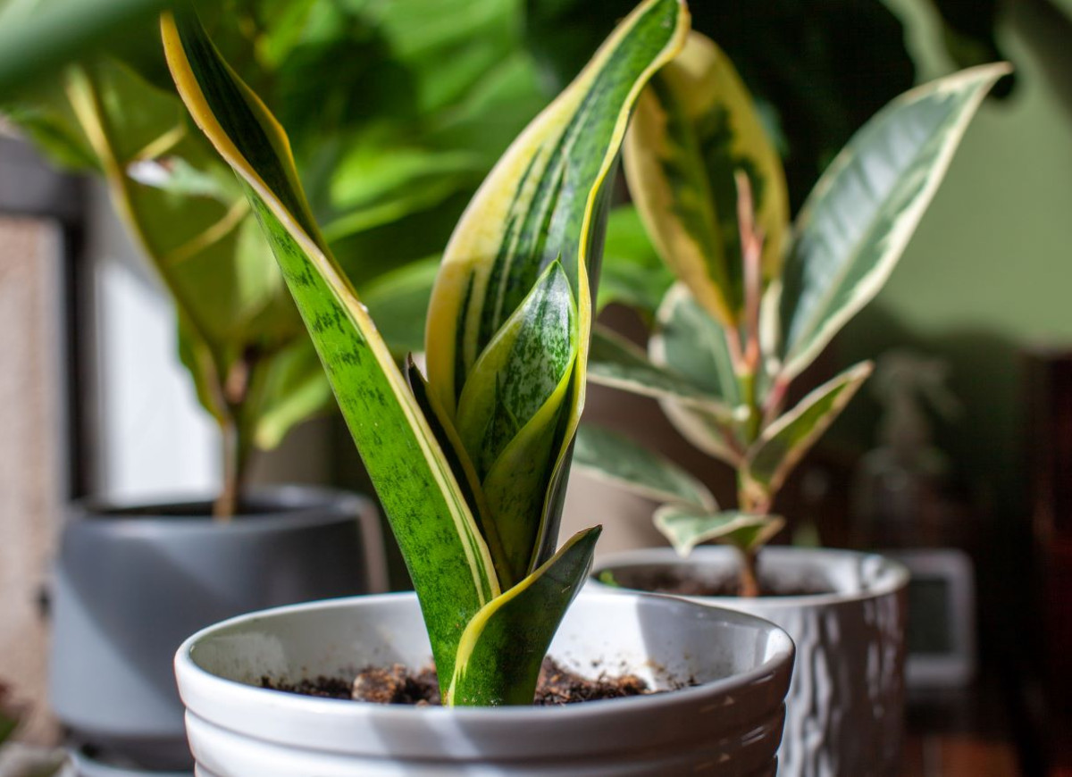 syrop z batata do sansewierii