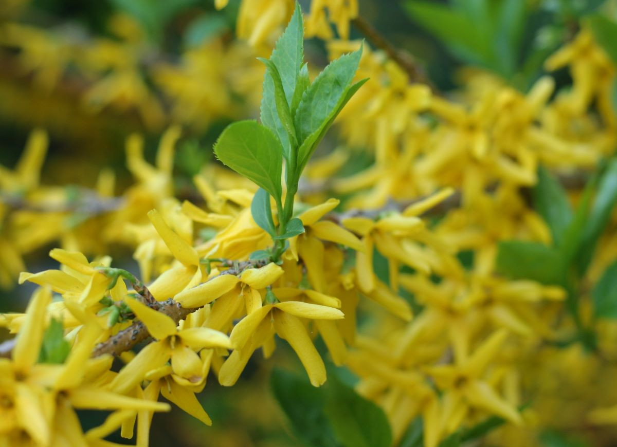 przycinanie forsycji w kwietniu