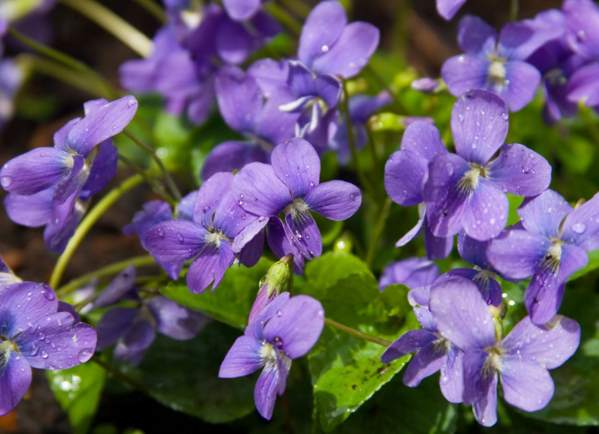 tarte płatki fiołków