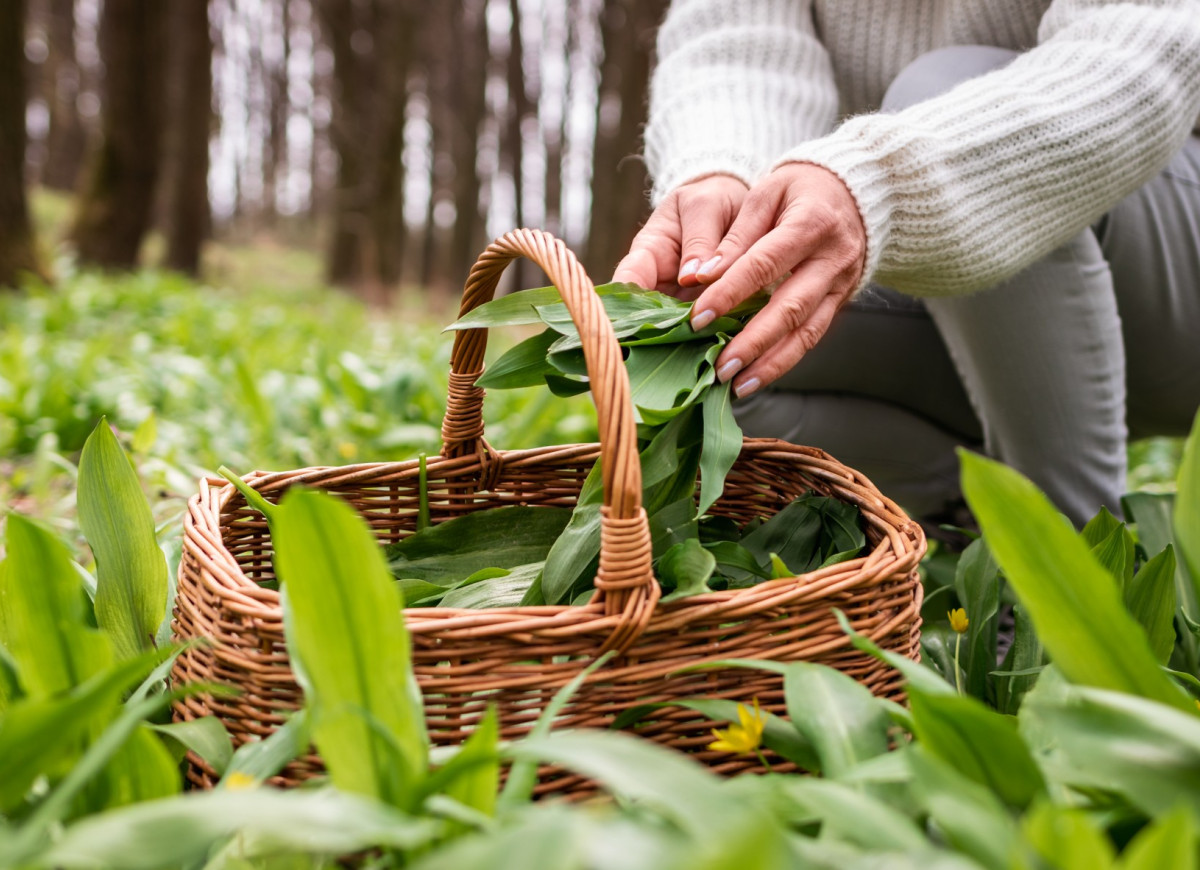 czosnek niedźwiedzi a konwalia