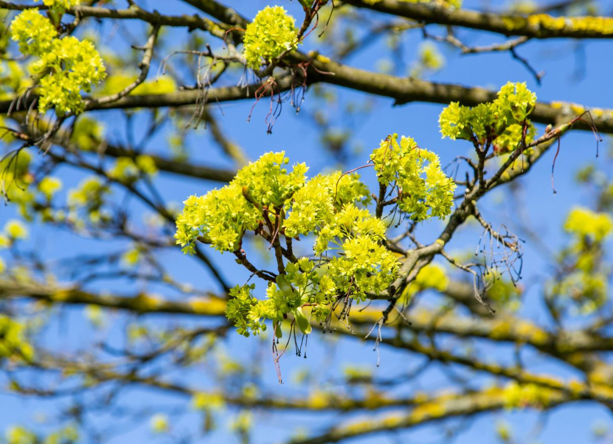 jadalne pączki drzew