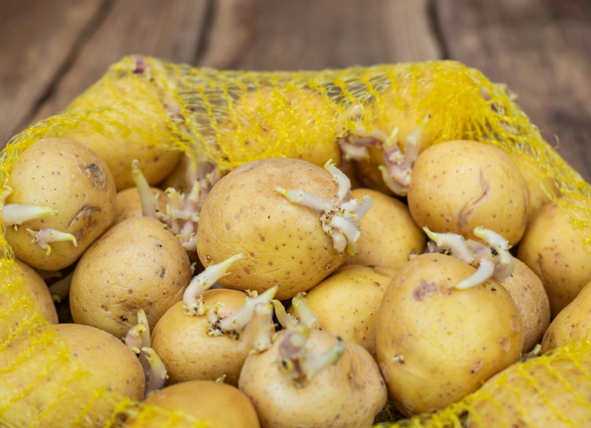 kiełkujące ziemniaki