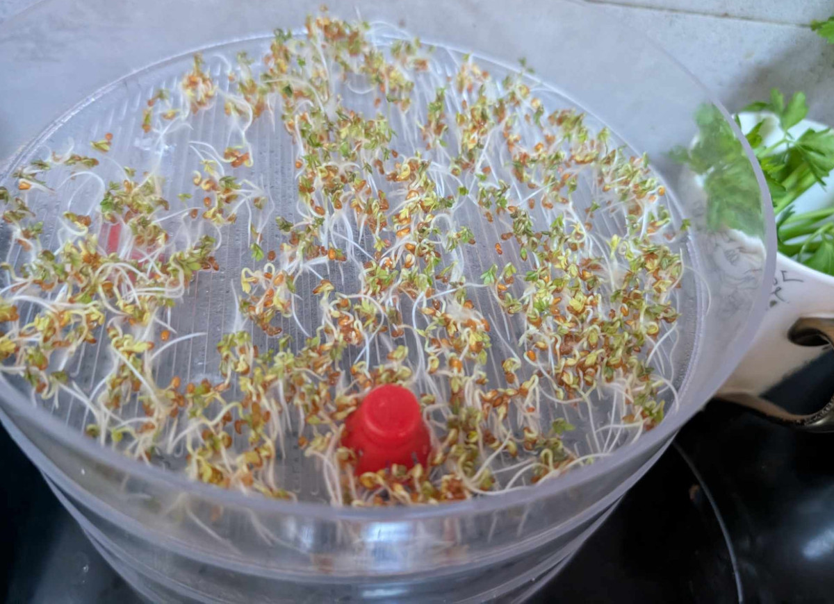 rzeżucha słabo rośnie