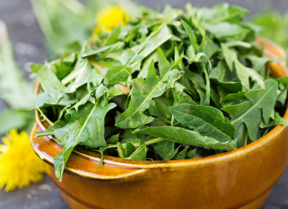 liście mniszka lekarskiego