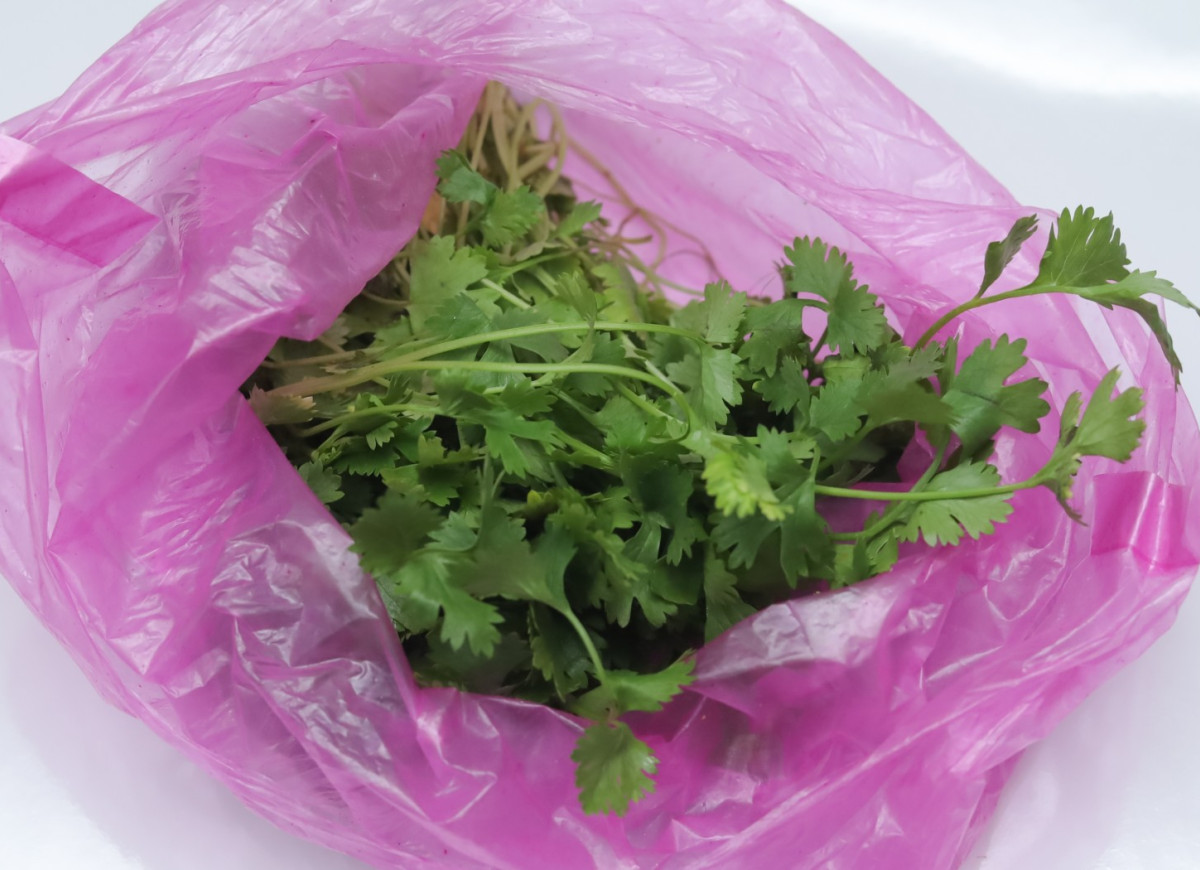 świeża kolendra w siatce