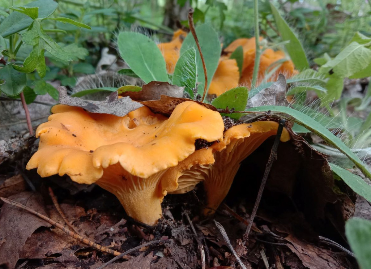 kurki w lesie w lipcu