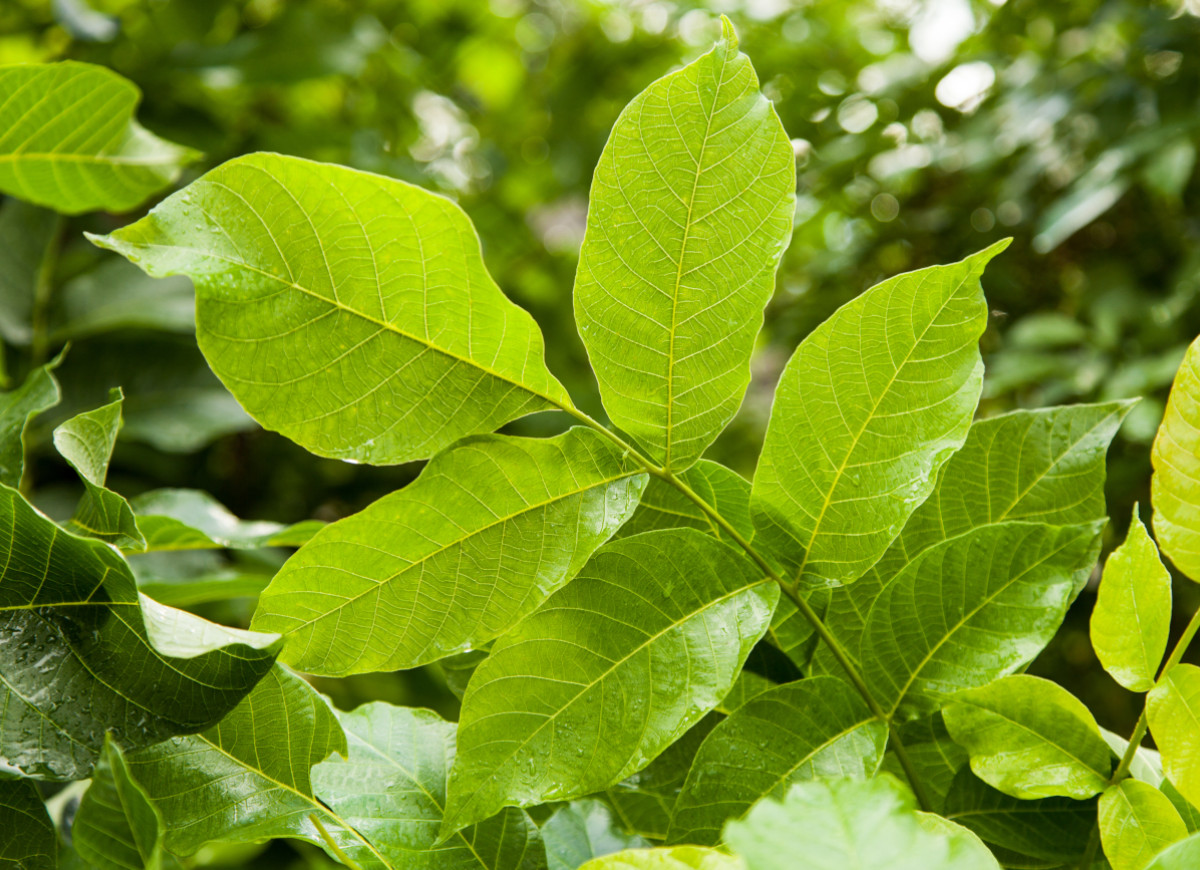 Liście orzecha włoskiego