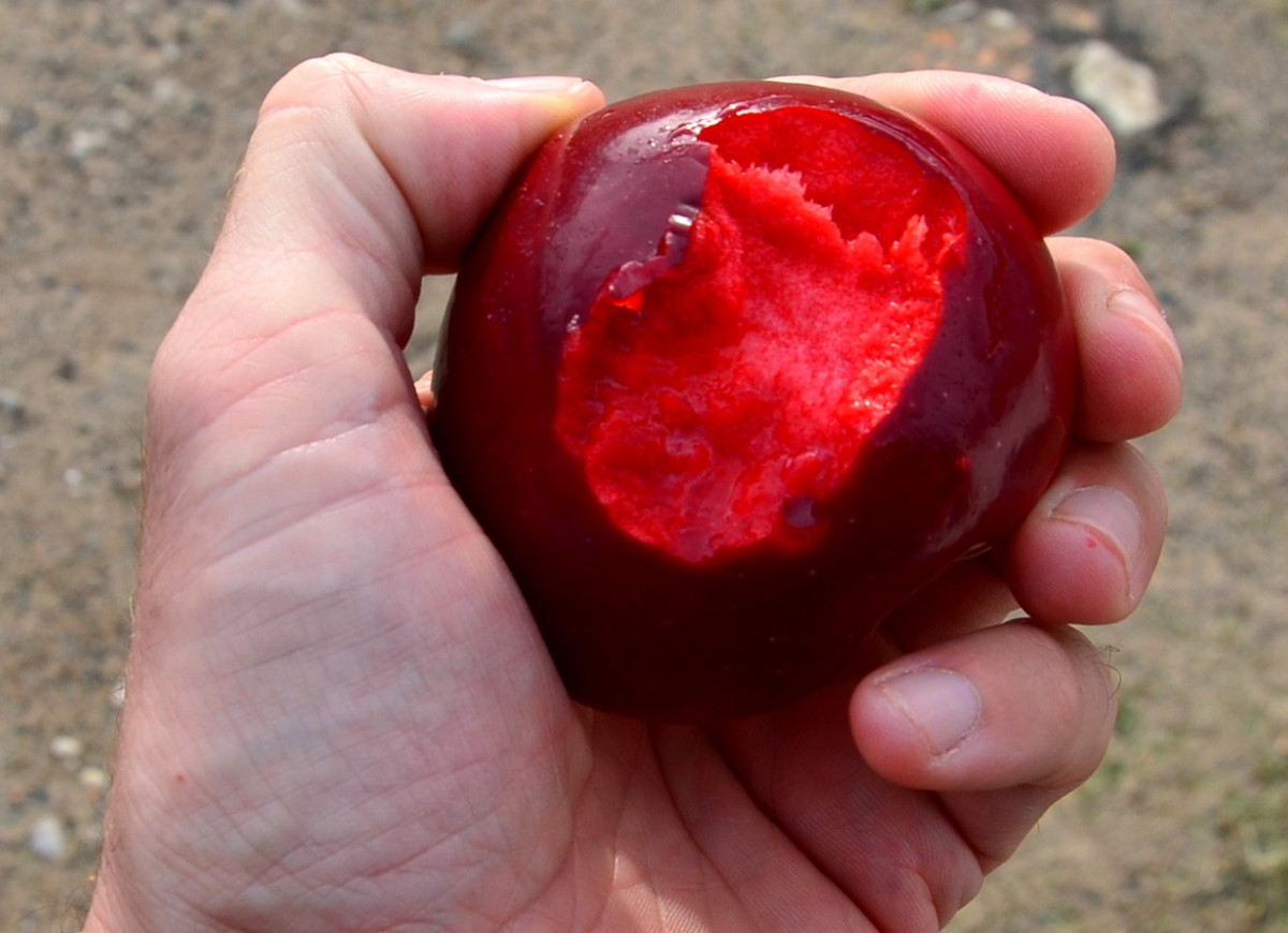 nowa odmiana jabłek