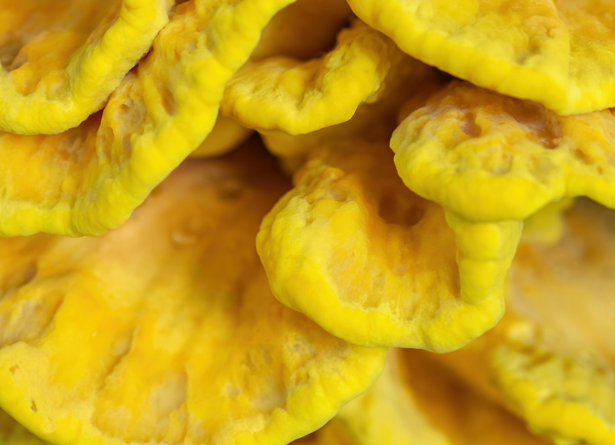 żółciak siarkowy grzyb o smaku kurczaka