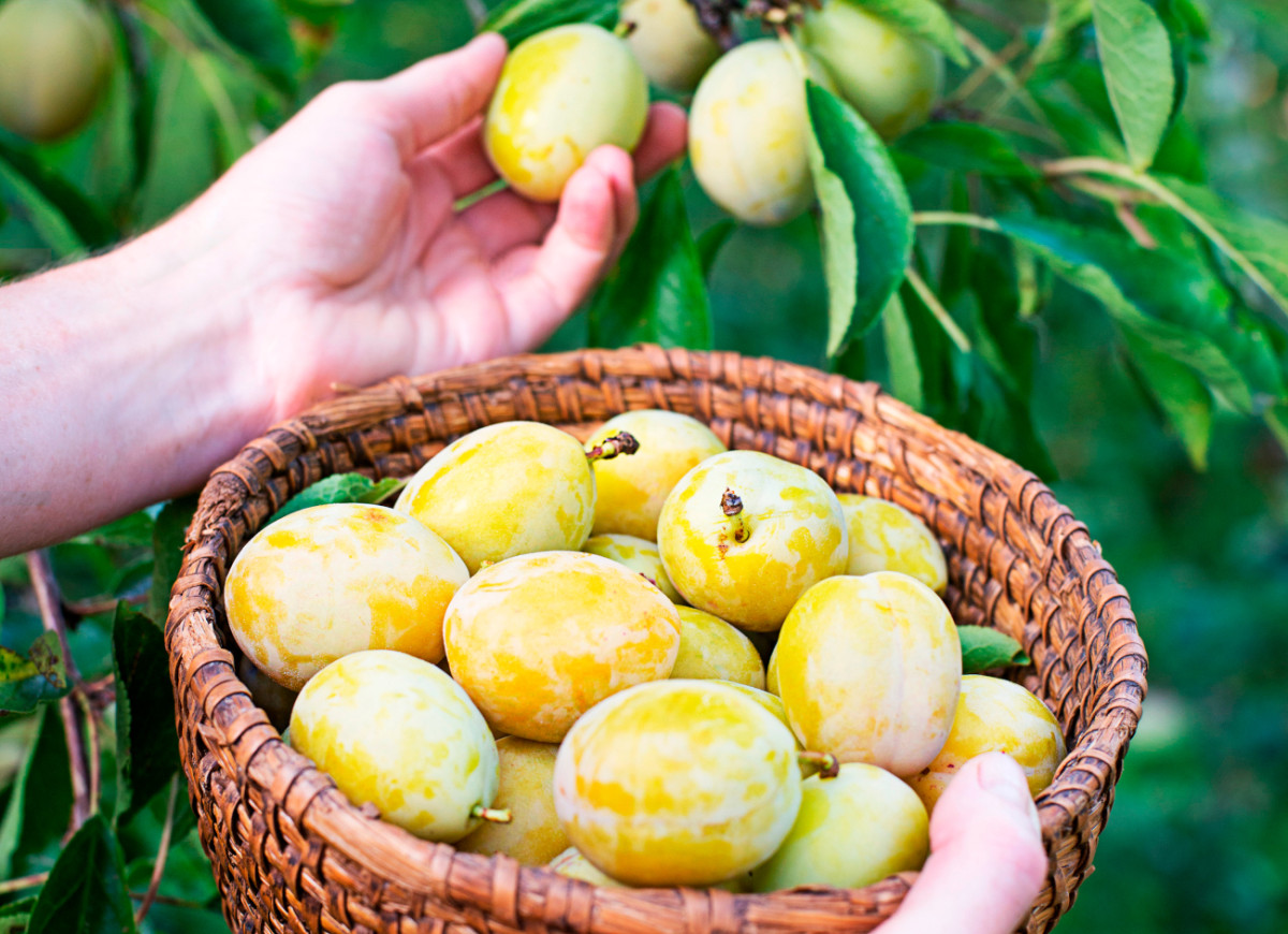 biała śliwka węgierka