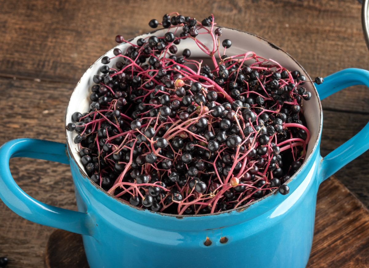 trik na obieranie czarnego bzu