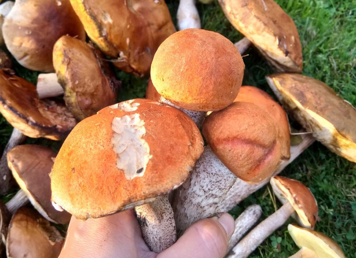 grzyb koźlarz czerwony