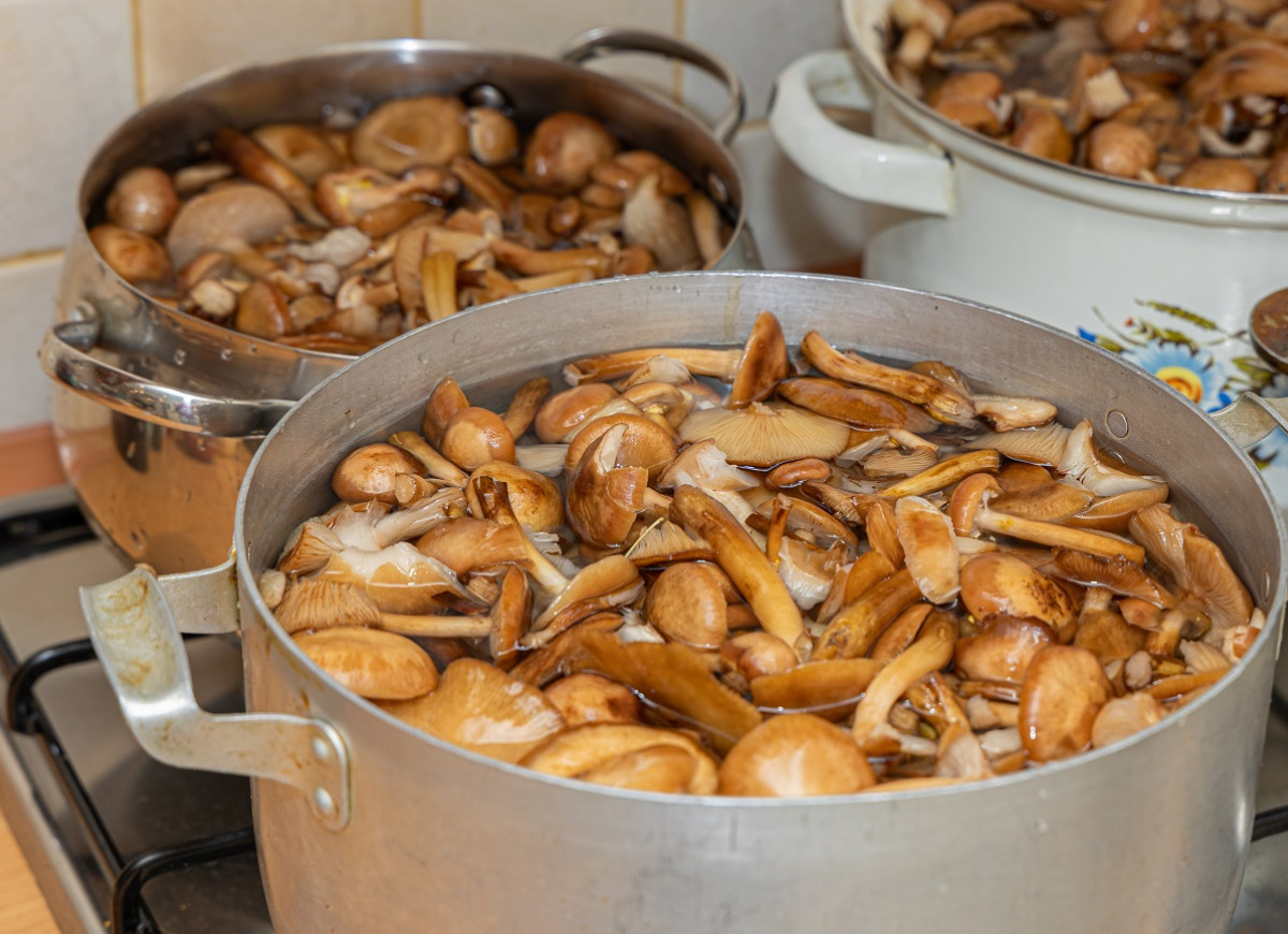 opieńki - obgotowywanie opieńków