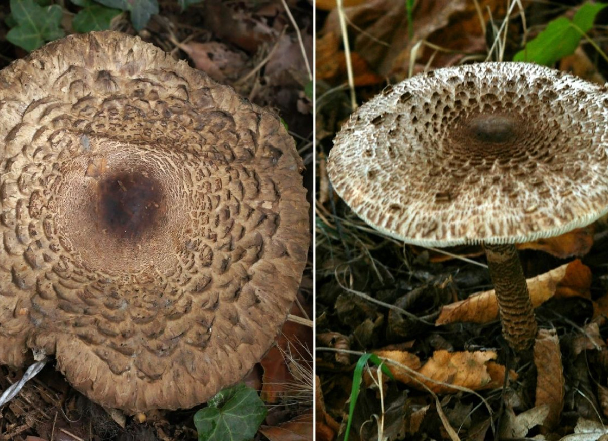 czubajnik ponury kontra czubajka kania