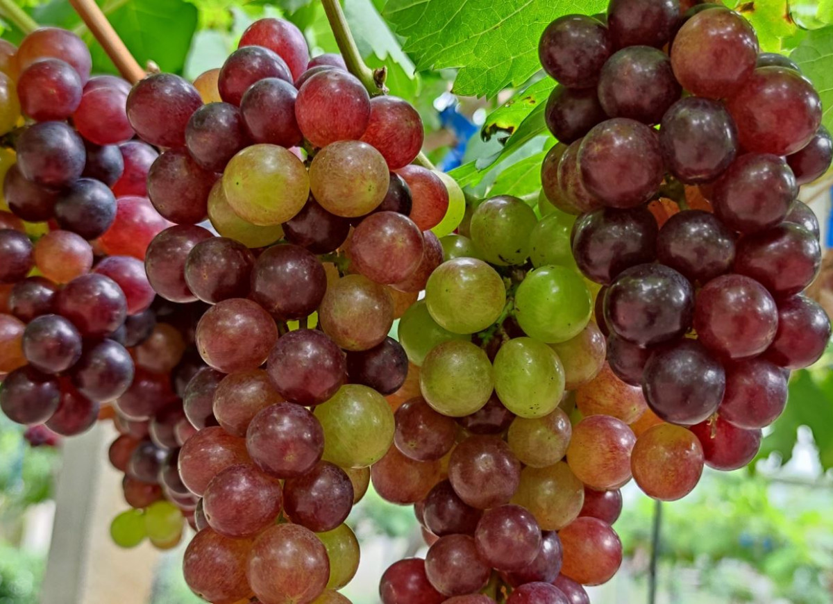 einset seedles winogrona