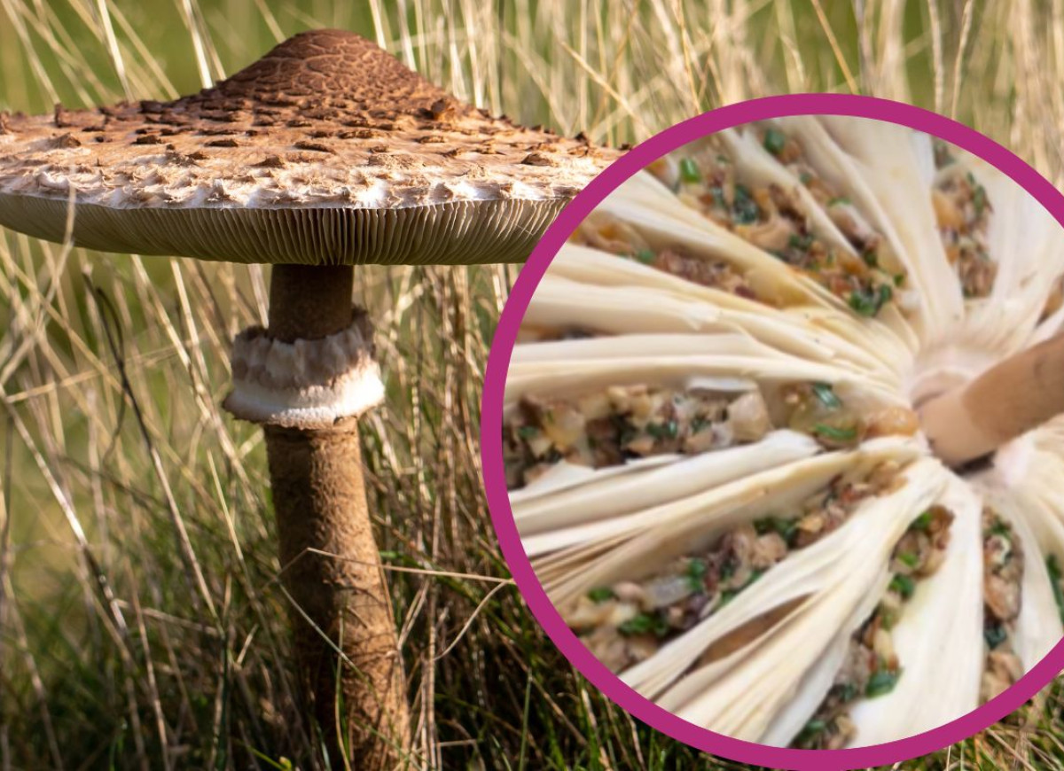 kanie - przepis francuskiego kucharza