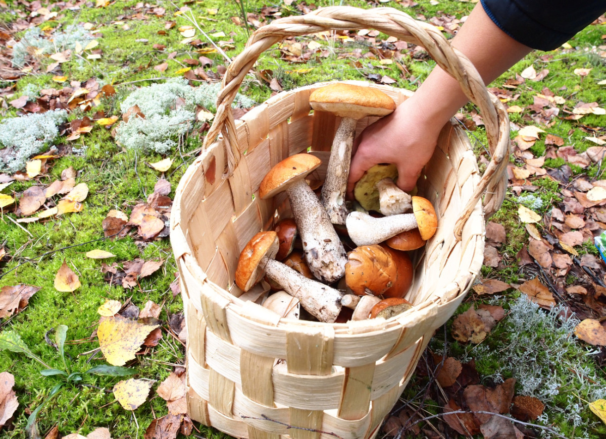 kosz leśnych grzybów
