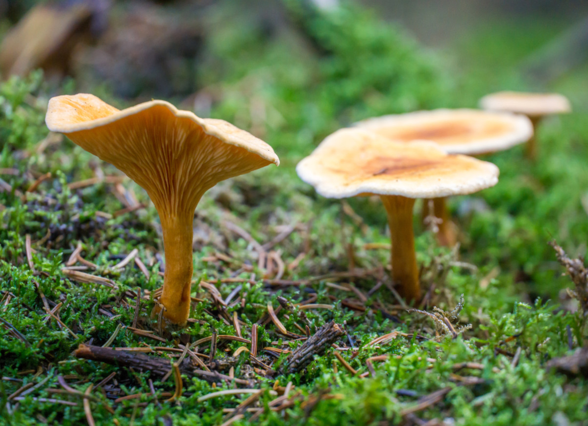 lisówka pomarańczowa