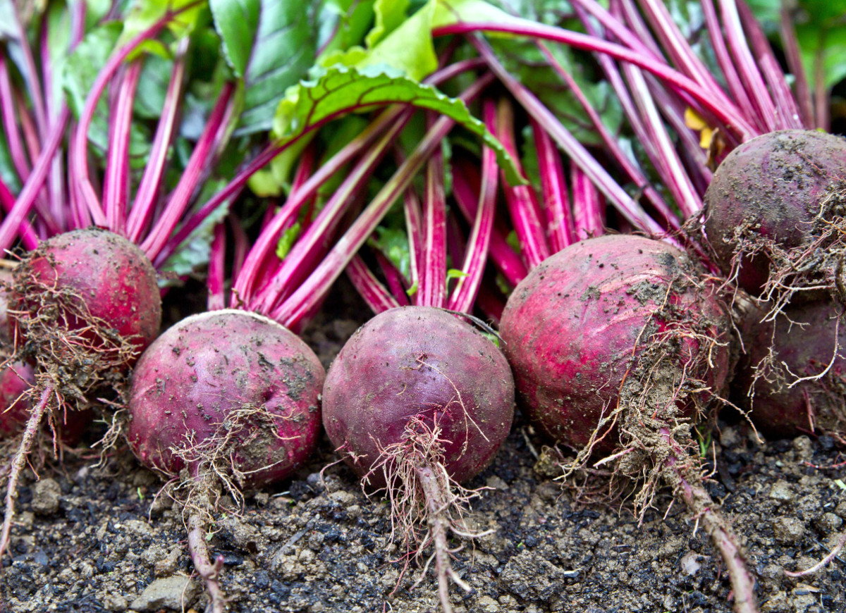 Przechowywanie buraków