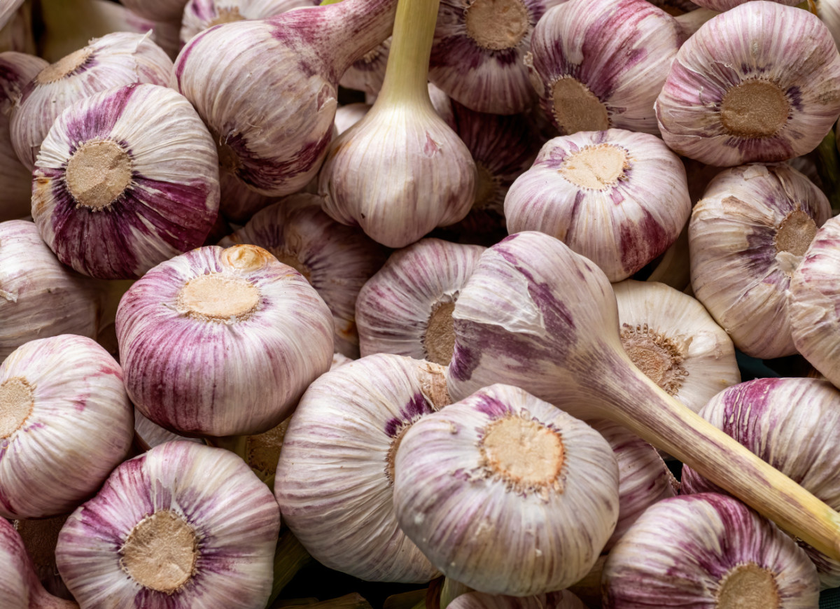 Przechowywanie czosnku