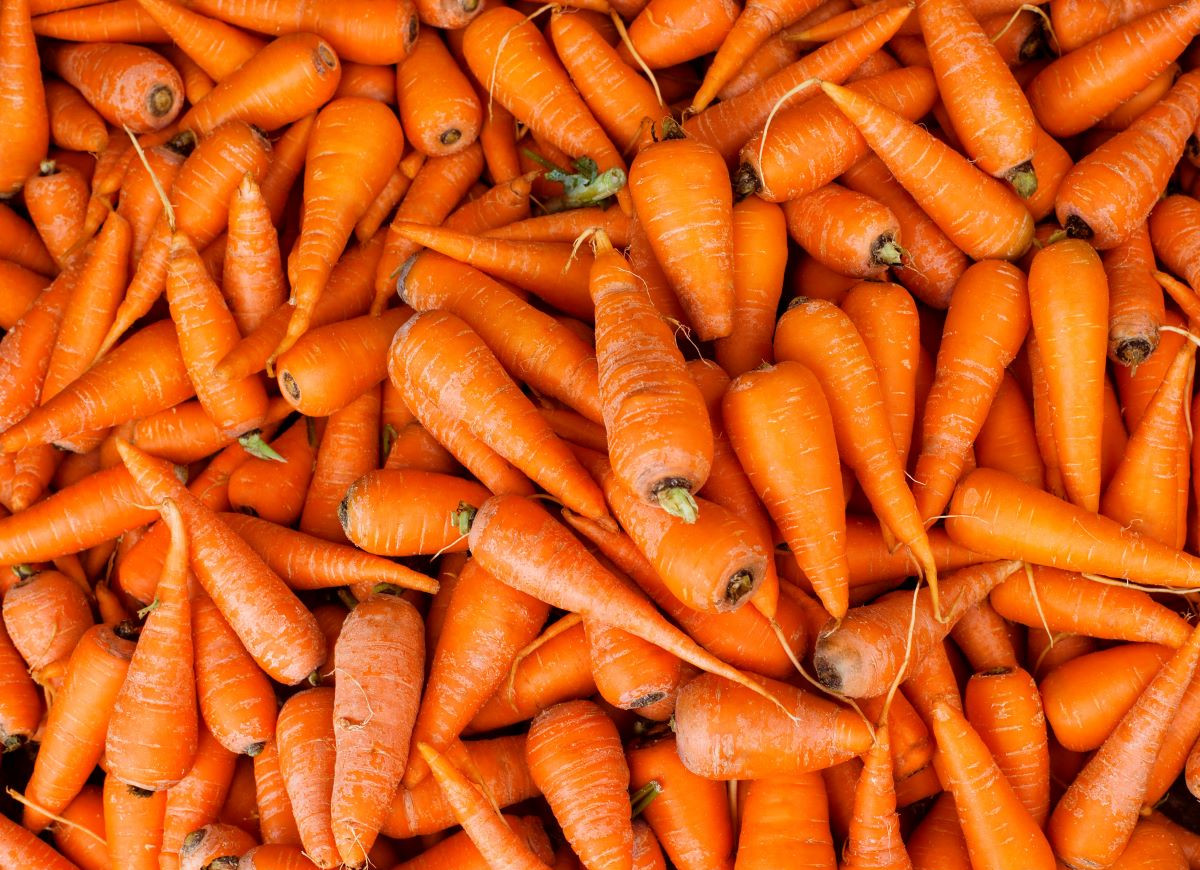 przechowywanie marchewki