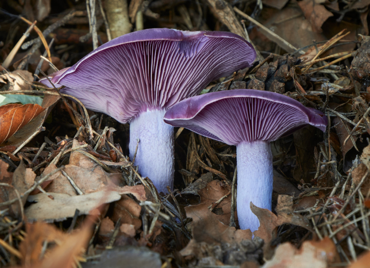 gąsówka fioletowawa