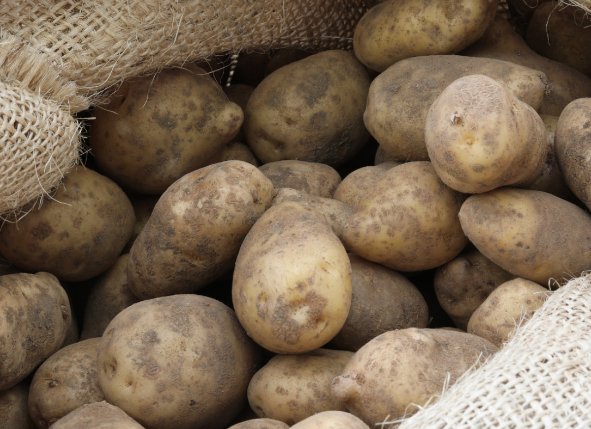Irga najlepsze ziemniaki do przechowywania