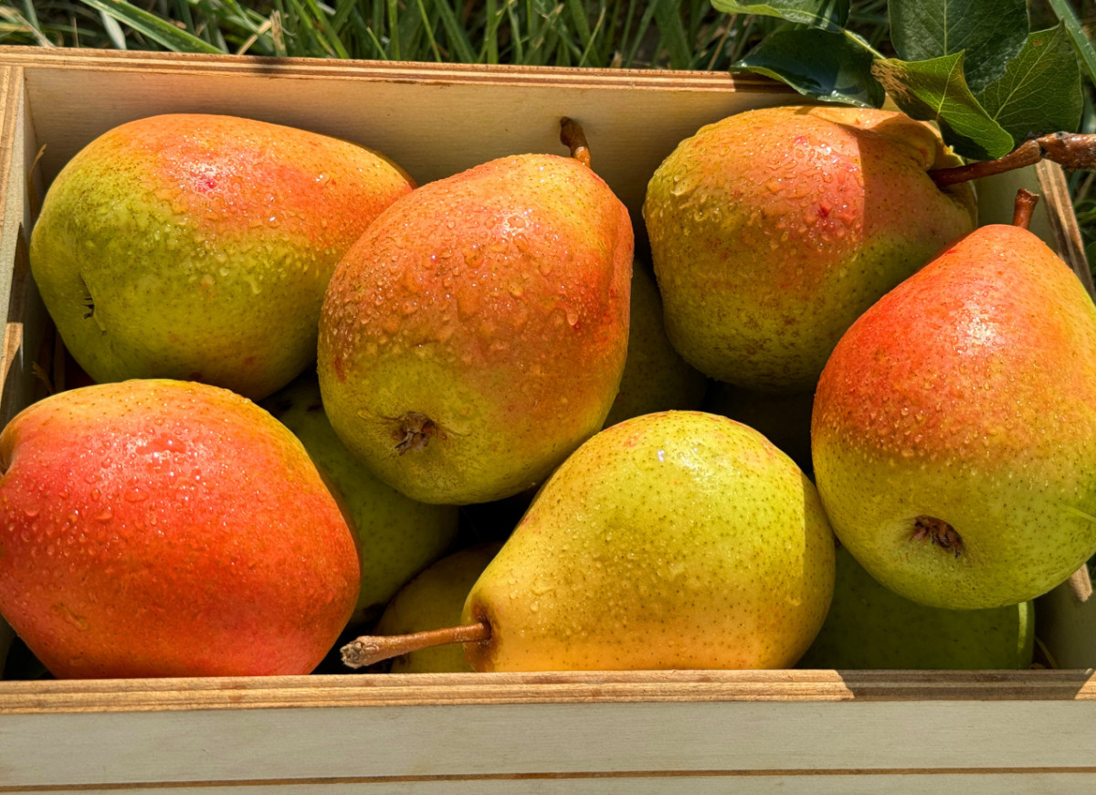 Przechowywanie gruszek