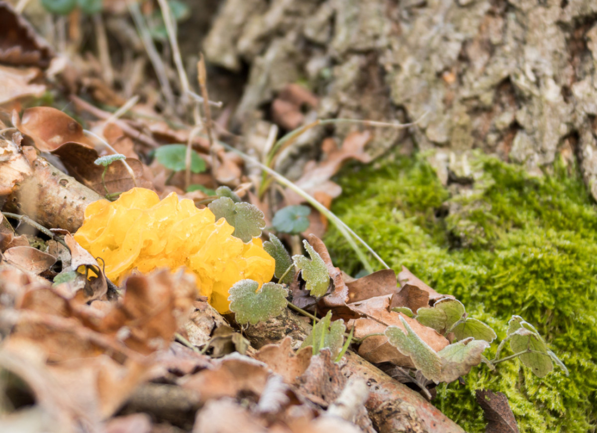 trzęsak pomarańczowożółty