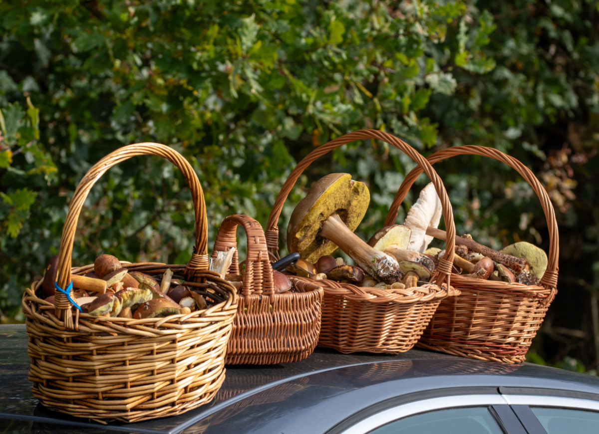 kosze pełne grzybów