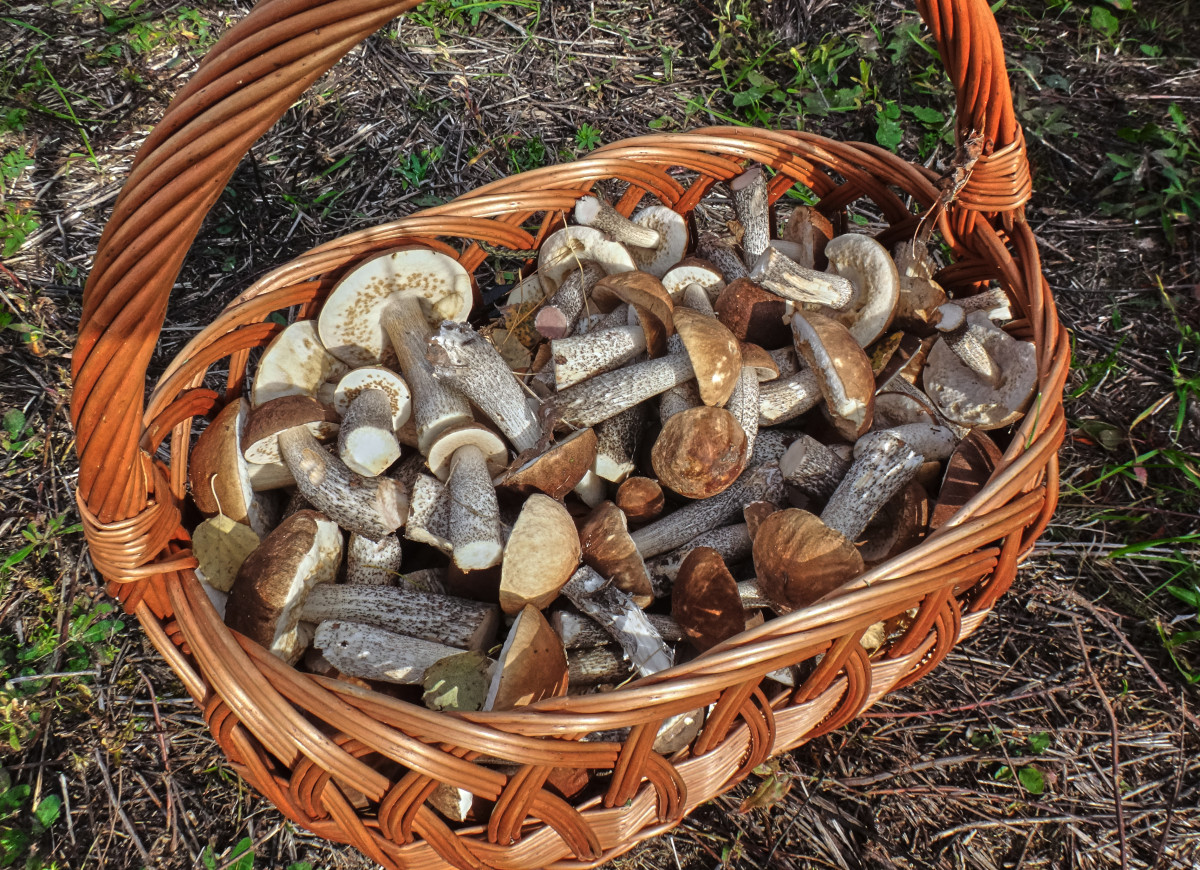 koszyk grzybów koźlarz babka