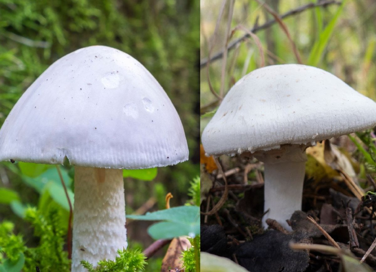 pieczarka polna a muchomor jadowity