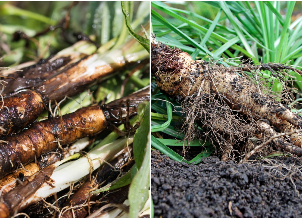 salsefia a skorzonera