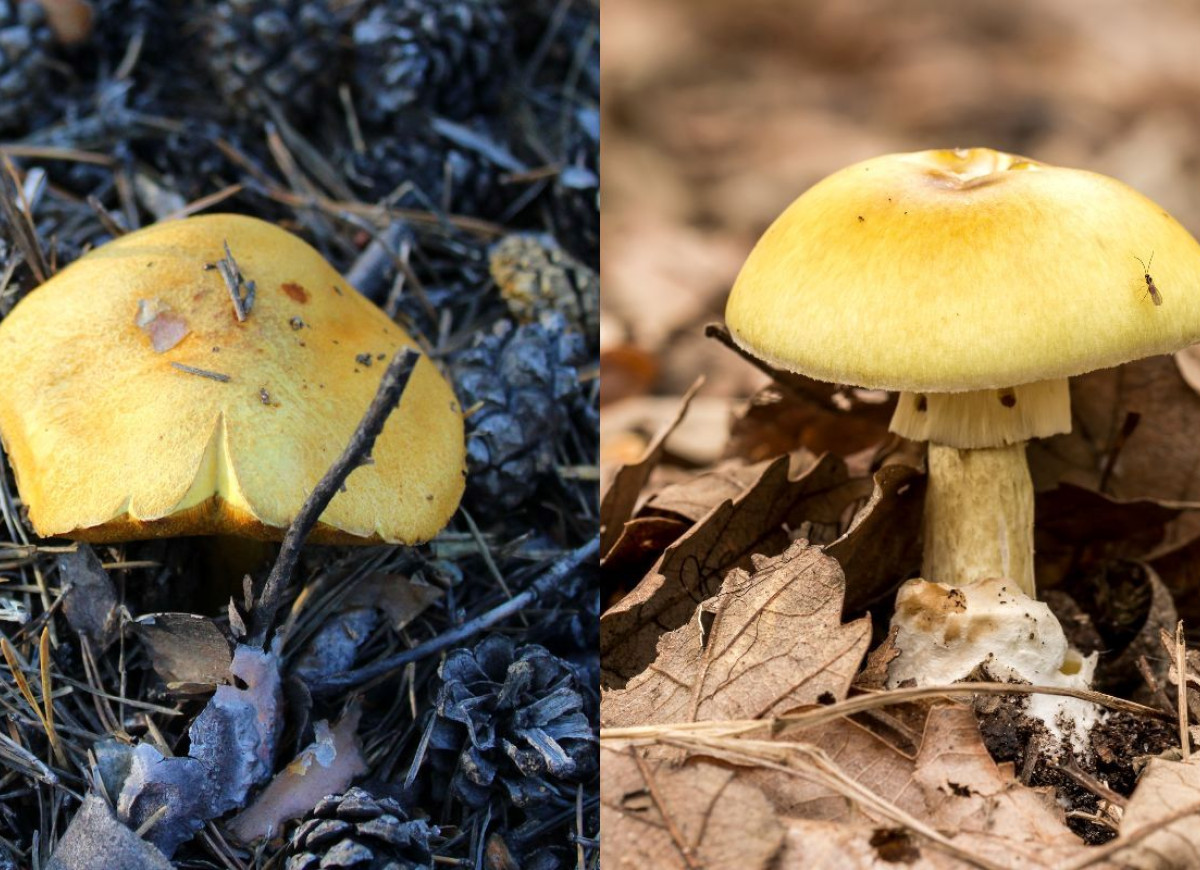 sobowtór gąski zielonki