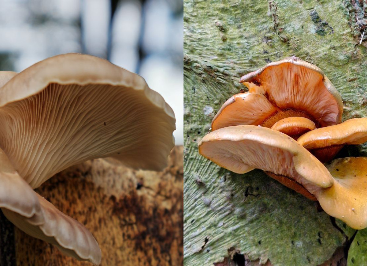 boczniak a łycznik późny