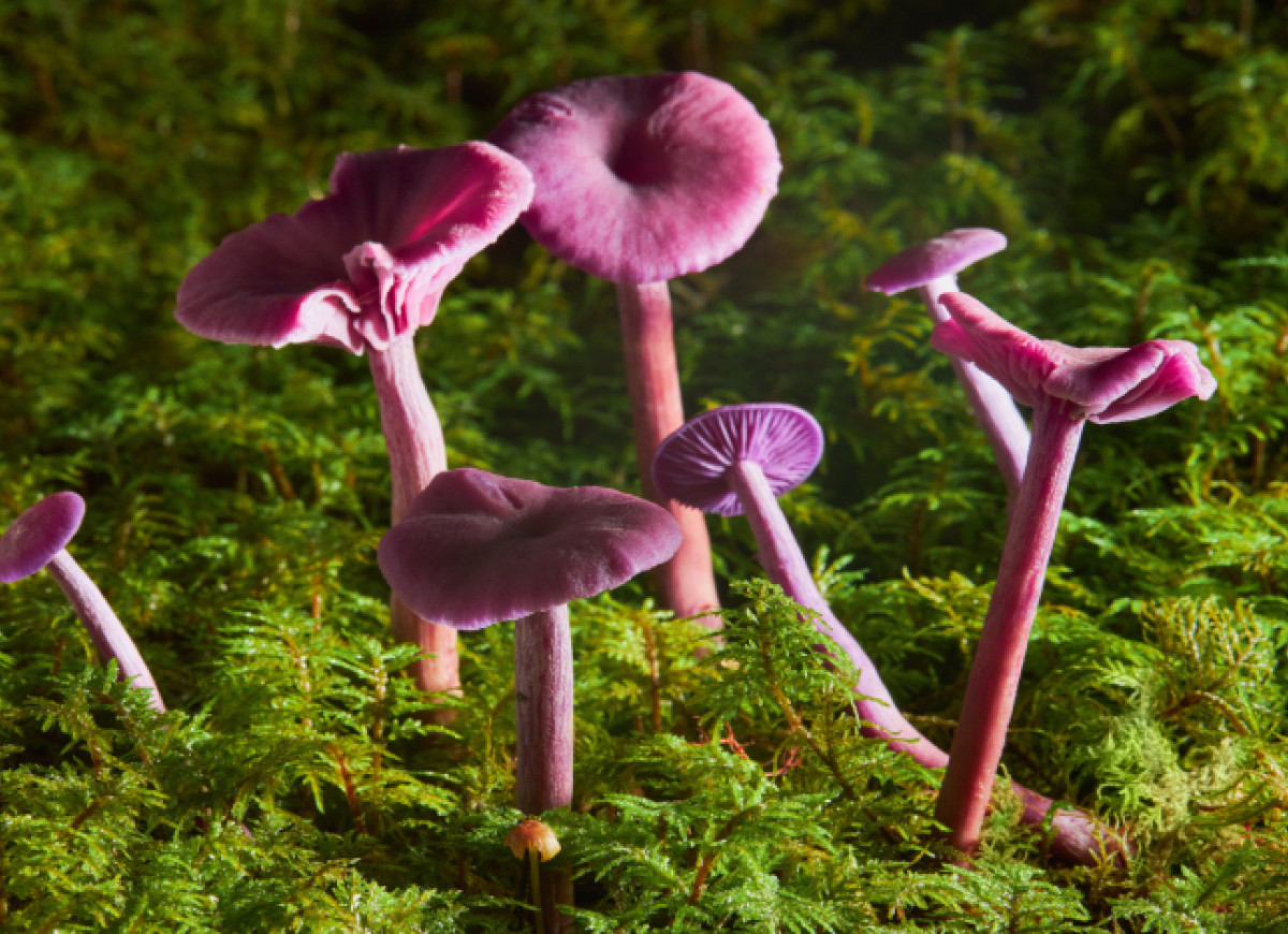 lakówka ametystowa w lesie