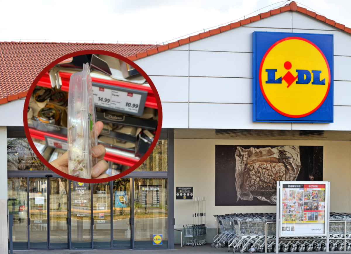 Ośmiornica w Lidlu