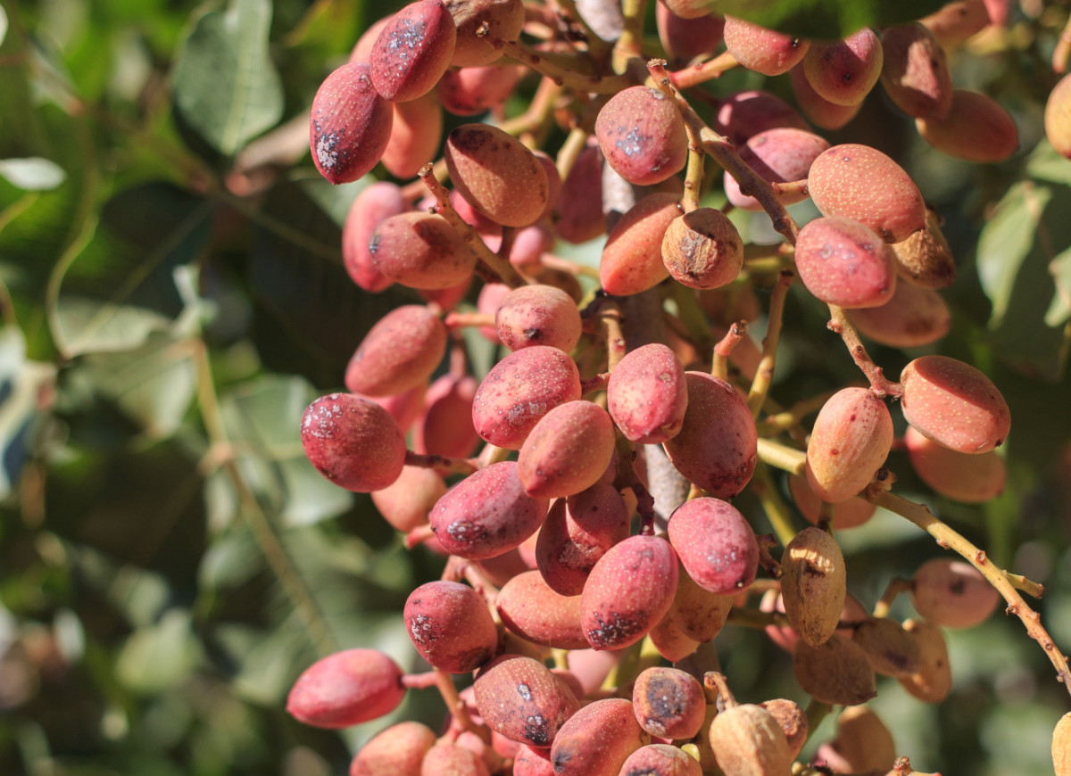 Pistacje w łupinkach