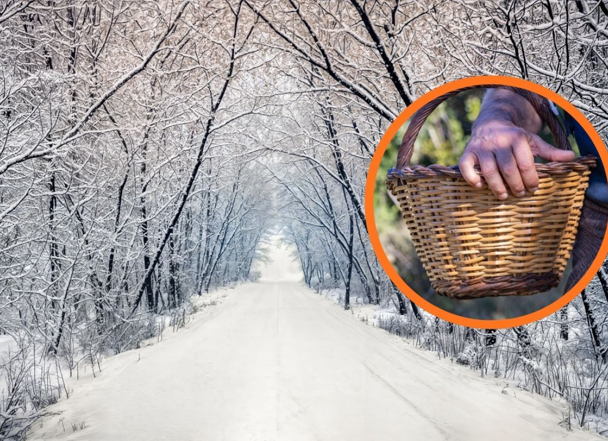 grzybobranie w Lutym