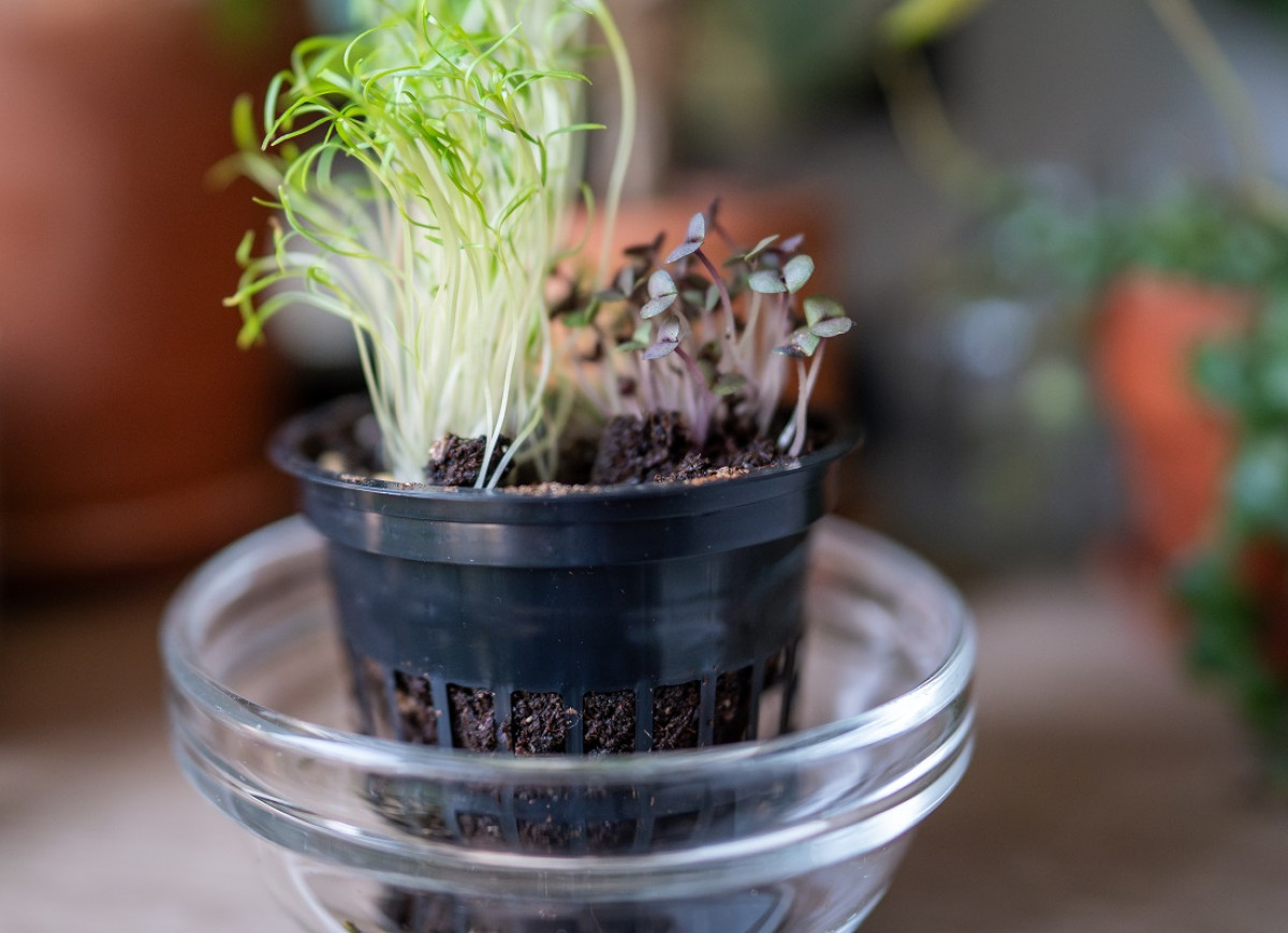 kiełki na parapecie