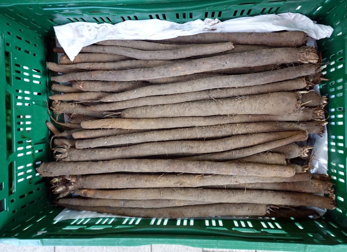 skorzonera - wężymord